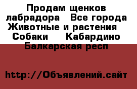 Продам щенков лабрадора - Все города Животные и растения » Собаки   . Кабардино-Балкарская респ.